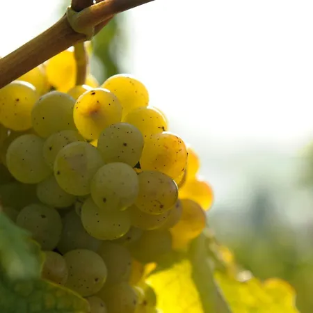 Weingut Und Gaestehaus Josef Reis * Mehring (Rhineland-Palatinate)
