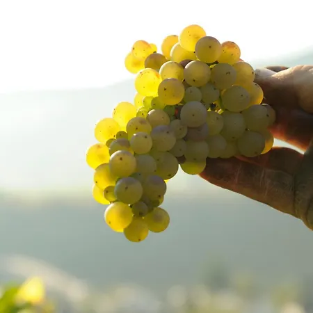 Weingut Und Gaestehaus Josef Reis