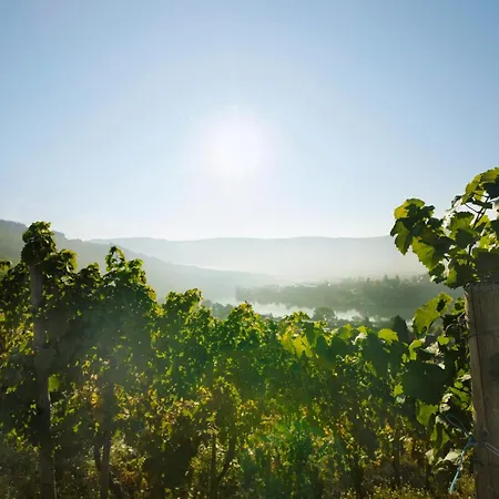 Weingut Und Gaestehaus Josef Reis * Mehring (Rhineland-Palatinate)