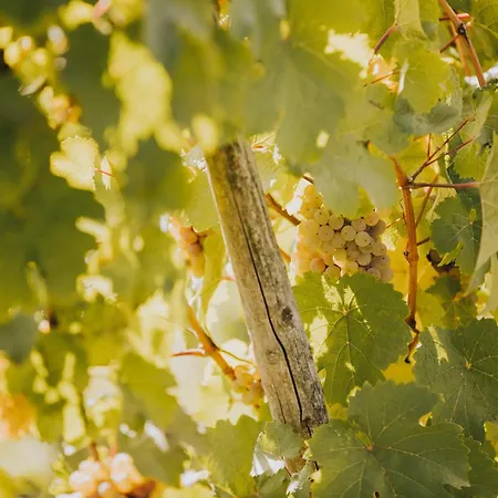 Weingut Und Gaestehaus Josef Reis