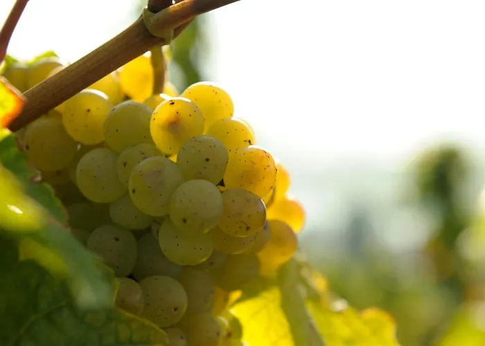 Weingut Und Gaestehaus Josef Reis 3* Mehring (Rhineland-Palatinate)