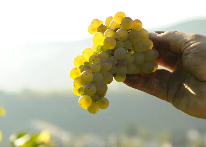 Weingut Und Gaestehaus Josef Reis