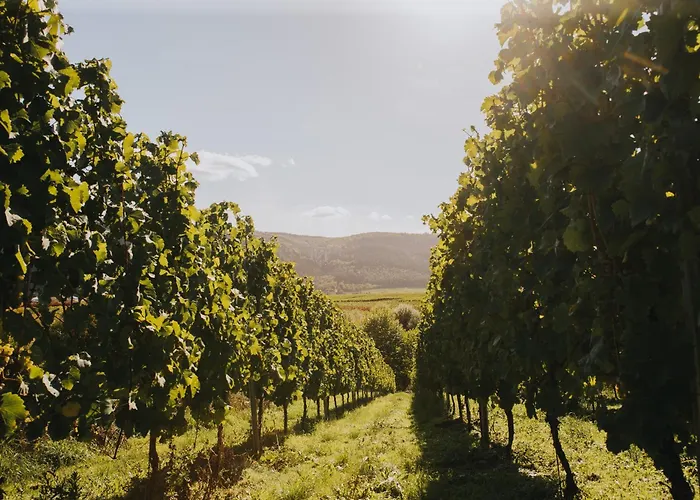 Weingut Und Gaestehaus Josef Reis