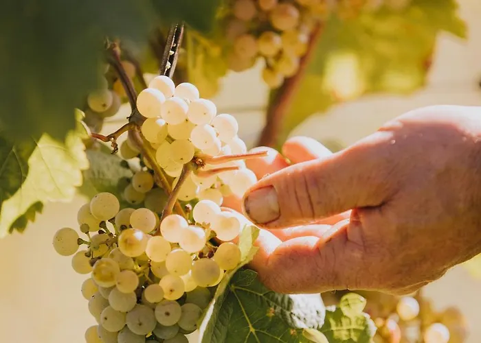 Weingut Und Gaestehaus Josef Reis Mehring (Rhineland-Palatinate)