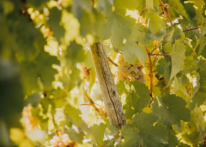 Weingut Und Gaestehaus Josef Reis