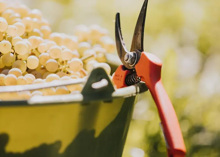 Nocleg ze śniadaniem Weingut Und Gaestehaus Josef Reis Mehring (Rhineland-Palatinate)